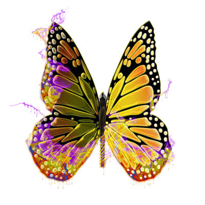 butterfly